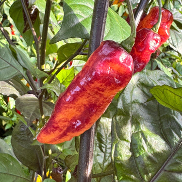 Black Bastard Peach - Seeds - The Pepper Pantry (Formerly Marie Sharp's)